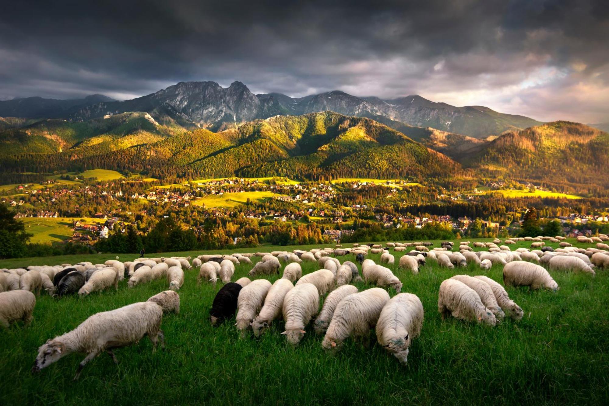Gorska Osada Luxury Chalets Zakopane Poronin Dış mekan fotoğraf